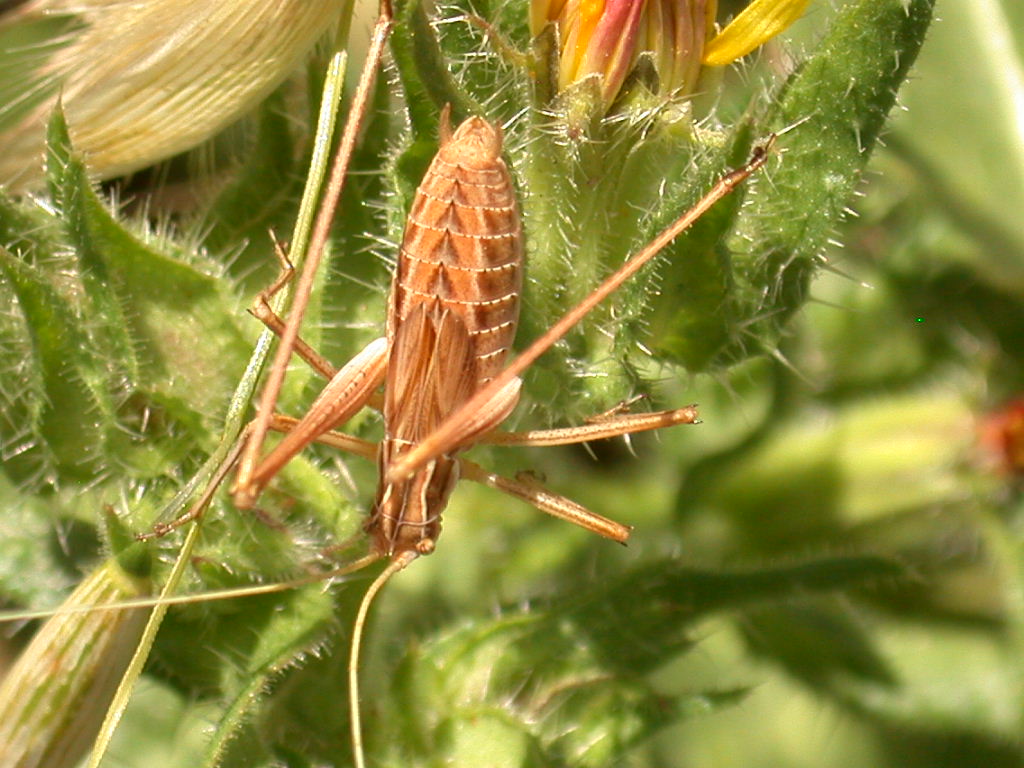 Tylopsis liliifolia